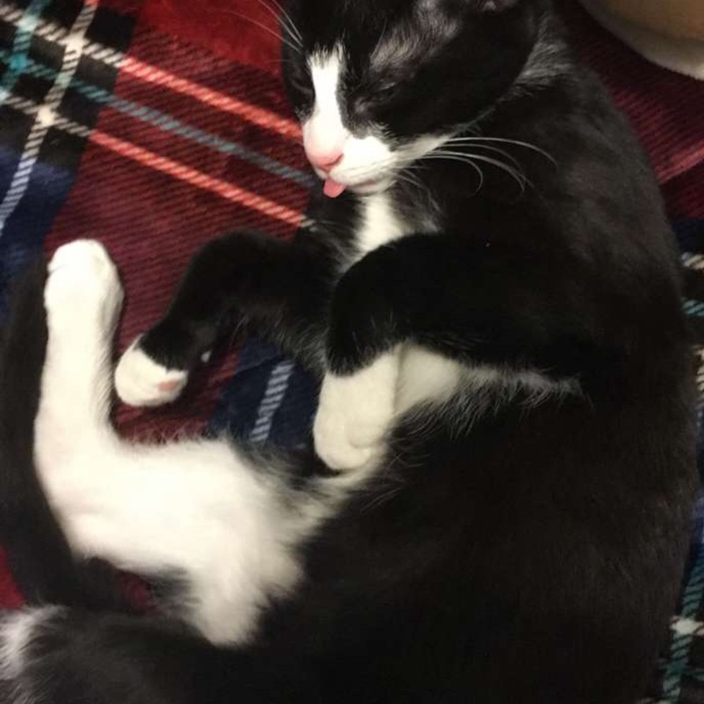 Meet your Posher, Anisha